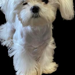 Maltese and Poodle Puppies from Clearview Canines