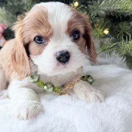 Princess 1st row 1st picture - Blenheim female Cavalier King Charles Spaniel puppy in Richmond, Virginia from Irresistible Dachshunds & Cavaliers