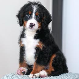 Habanero - Tri-color male Bernedoodle puppy in Dundee, Ohio from Down Home Doodle