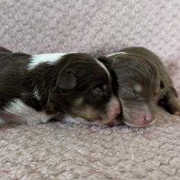 Girl 4 - Red tri-color female Australian Shepherd puppy in Rochester, Massachusetts from Clover Creek Aussies