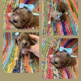 Girl 5 - Apricot female Cavapoo puppy in Harrah, Oklahoma from Sunshines Pomeranians & Cavapoos