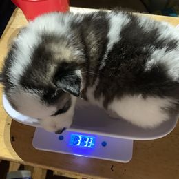 Oreo - Wolf sable Pomsky puppy in Bronx, New York from DeLeon’s Wolfpack Pomsky’s