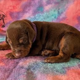 Female 3 - Purple Collar - Red and rust female Doberman Pinscher puppy in Spencer, Indiana from Jackson's Dobermans