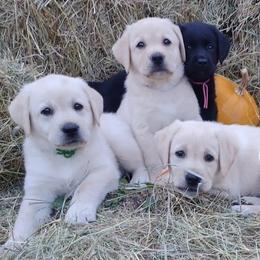 German Shepherds and Labrador Retrievers from Ryanhaus Kennel