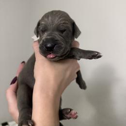 Great Dane All Grown Up from Dream Danes House of Cambridge Great Danes