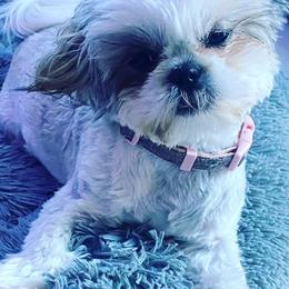 Shih Tzus from Shih Tzus of NH