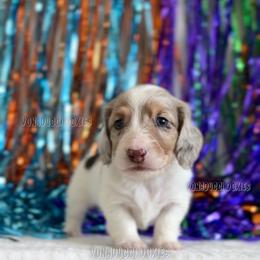 Scrappy-Doo - Dapple male Dachshund puppy in Chandler, Arizona from Vonaducci Doxies, LLC.
