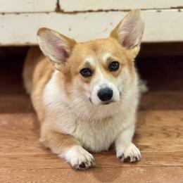 Dottie - Pembroke Welsh Corgi