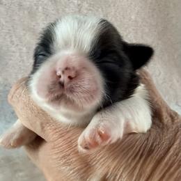 Sophia Loren - Gold and white female Shih Tzu puppy in Winston Salem, North Carolina from Little Miracles Shih Tzu