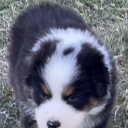 Australian Shepherd Puppies from South Ridge Aussies