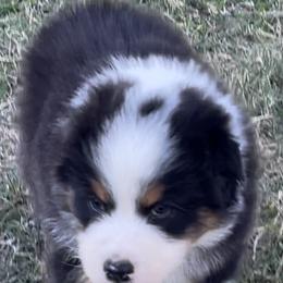Australian Shepherd Puppies from South Ridge Aussies