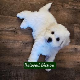 Bichon Frise Puppies from Beloved Bichon