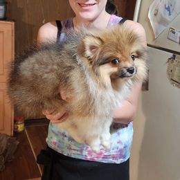Roofus - Tri-colored male Pomeranian puppy in Alton, Missouri from Bat Cave Poms