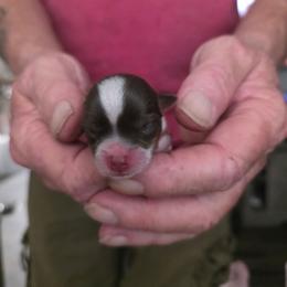 Boy 1 - Chocolate, tan and white male Yorkshire Terrier puppy in Bucyrus, Ohio from Dyer's Beauties