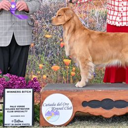 Cali - Golden Retriever