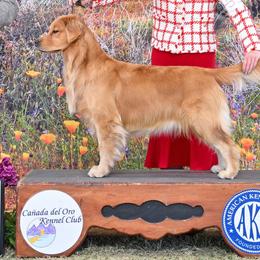 Cali - Golden Retriever