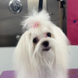 Gidget - Maltese