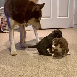Siberian Husky Puppies from Myths and Legends Siberian Huskies