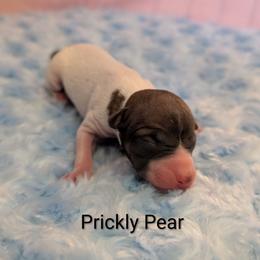 Prickly Pear - Red and white female American Hairless Terrier puppy in Phoenix, Arizona from Bare Valley