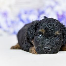 Aussiedoodle Puppies from Dreamcatcher Dogs