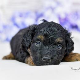 Aussiedoodle Puppies from Dreamcatcher Dogs