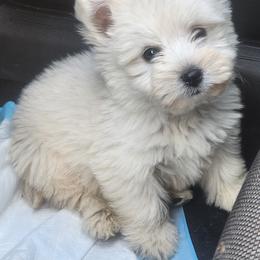 West Highland White Terrier Puppies from San Diego Westies