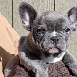 French Bulldogs from Fire Cross French Bulldogs