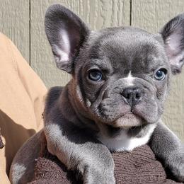 French Bulldogs from Fire Cross French Bulldogs