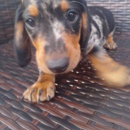 Mia - Dachshund