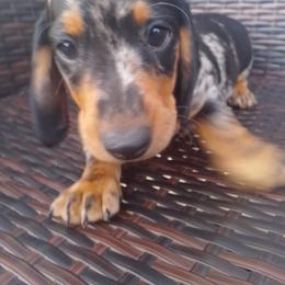 Mia - Dachshund