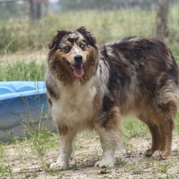 Willow - Australian Shepherd