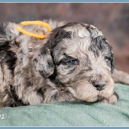 Boy 3 - male Bernedoodle puppy in Connersville, Indiana from Deaz Doodle Ranch