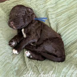 Mocha - Chocolate male Labradoodle puppy in Clovis, California from Delta Doodless