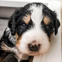 Tan - Tri-color female Bernedoodle puppy in Marne, Michigan from MI Doodles