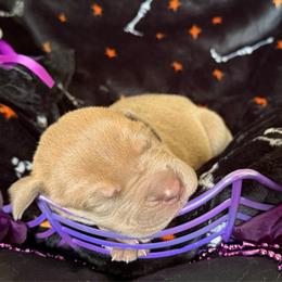 Harlow - Lilac Fawn POL - Chocolate female Great Dane puppy in Morton, Illinois from That Gurl K9s