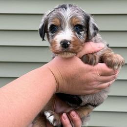 Sophie - Blue merle female Aussiedoodle puppy in Omro, Wisconsin from Crystal Ridge Doodles