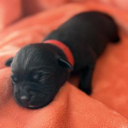 Red Collar - Black female Labrador Retriever puppy in Port Saint Lucie, Florida from Fleeher Labradors