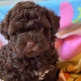Russian Tsvetnaya Bolonka Puppies from Castlebar