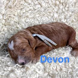 Devon - Red female Cavapoo puppy in Chelan, Washington from North Cascades Doodles