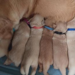 Golden Retriever Puppies from Summer Sun Goldens