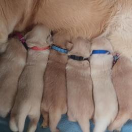 Golden Retriever Puppies from Summer Sun Goldens