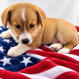 Yellow ID Boy - Red male Pembroke Welsh Corgi puppy in Barling, Arkansas from Soaring Eagle Corgis