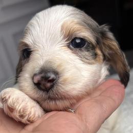 Grey - Dapple male Dachshund puppy in Miami, Florida from Maitime Dachshund