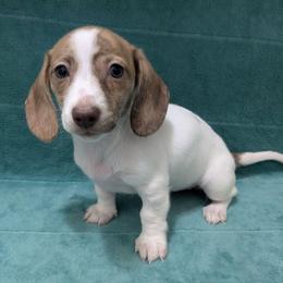 2 Grace - Piebald female Dachshund puppy in Central Point, Oregon from MRS Long Dog Ranch