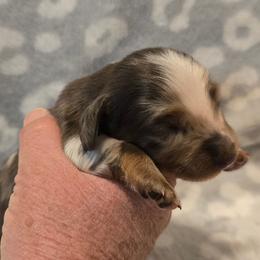 Cupid - Dapple male Dachshund puppy in Tonopah, Arizona from Desert Diamond Dachshunds