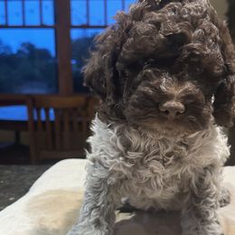 Cosmo -- now Lucca - Brown roan Lagotto Romagnolo puppy in Santa Fe, New Mexico from Raven Meadow Ranch