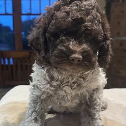 Cosmo -- now Lucca - Brown roan Lagotto Romagnolo puppy in Santa Fe, New Mexico from Raven Meadow Ranch