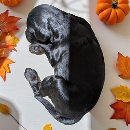 Jason - Black male Cockapoo puppy in Sparta, Missouri from Sis' Doodles & Poodles