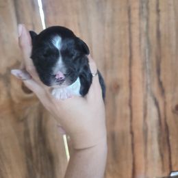 Male 1 - Black tri-color male Aussiedoodle puppy in Mouth Of Wilson, Virginia from Holly Ridge Aussies, Aussiedoodles & Corgis