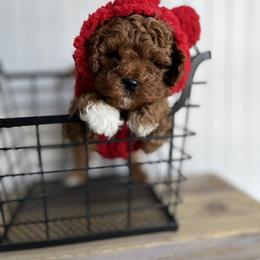Bernedoodle, Cavapoo, Goldendoodle, and Poodle Puppies from Gypsi Doodles & Poodles